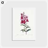 アートポストカード-Anterinum - ピエール ジョゼフ ルドゥーテ Postcard.