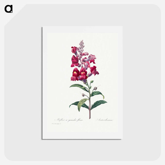 アートポストカード-Anterinum - ピエール ジョゼフ ルドゥーテ Postcard.