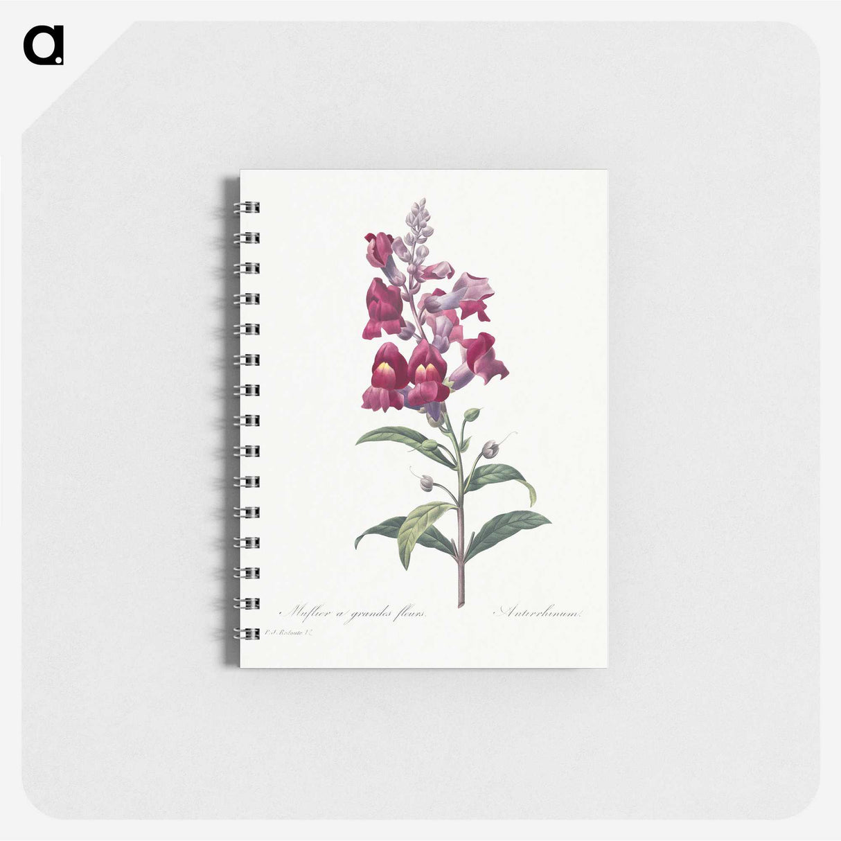 1-12_Pierre-Joseph-Redoute_memo