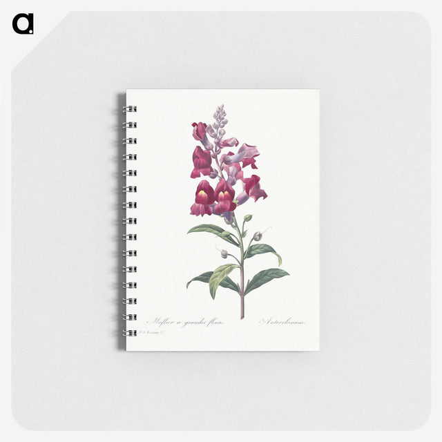 1-12_Pierre-Joseph-Redoute_memo