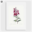 1-12_Pierre-Joseph-Redoute_picture