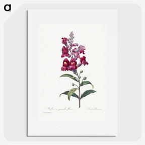 1-12_Pierre-Joseph-Redoute_picture