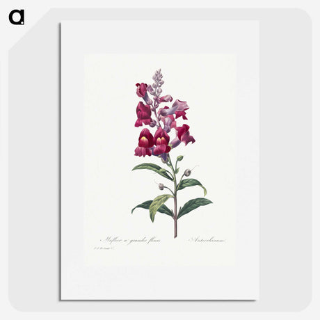 1-12_Pierre-Joseph-Redoute_picture