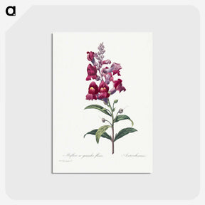 1-12_Pierre-Joseph-Redoute_postcard