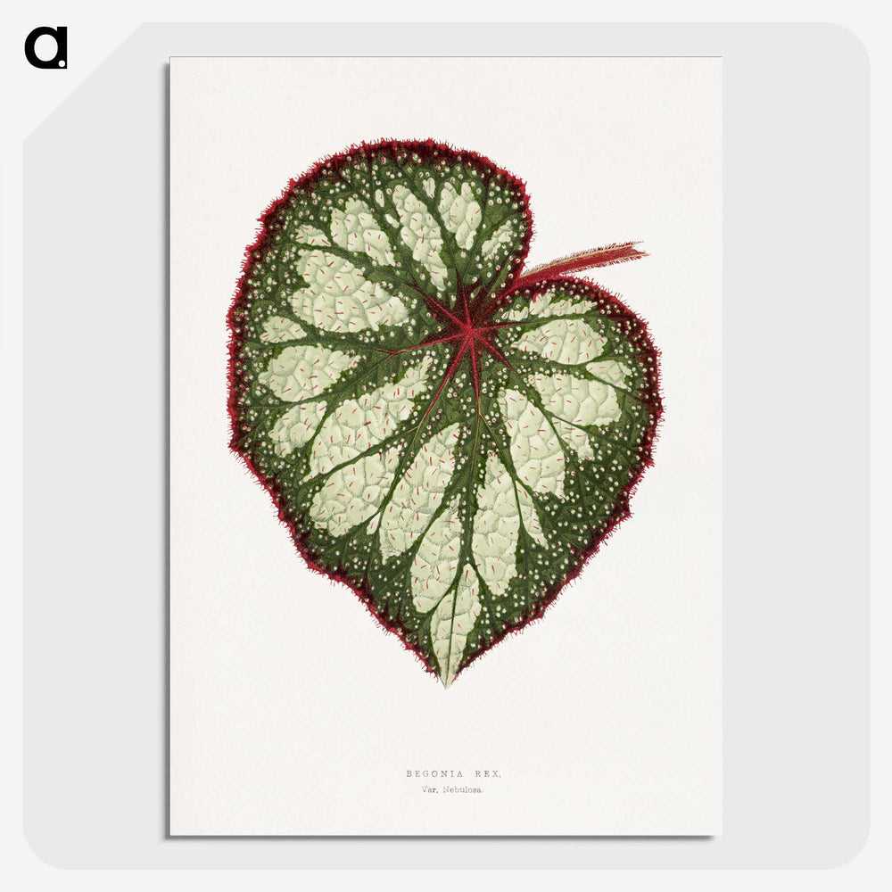 1-12_Plants-with-Colored-Foliage_picture-crop