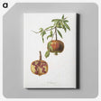 1-12_Pomona-Italiana_canvas
