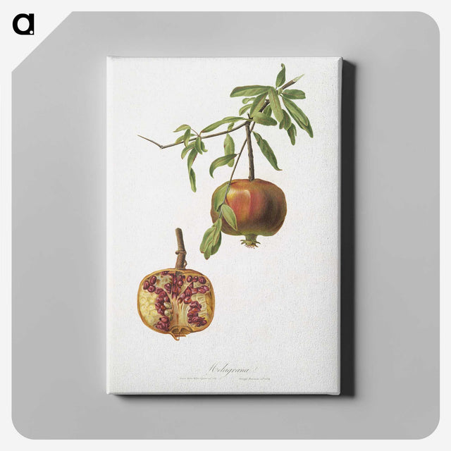 1-12_Pomona-Italiana_canvas