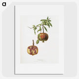 1-12_Pomona-Italiana_picture