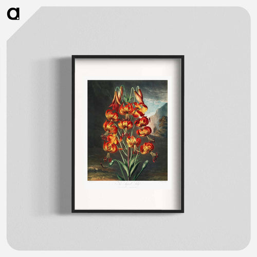 The Superb Lily
 - ロバート ジョン ソーントン Poster.