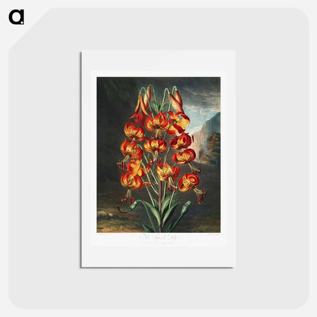 アートポストカード-The Superb Lily
 - ロバート ジョン ソーントン Postcard.