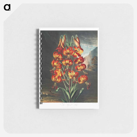 アートメモ帳-The Superb Lily
 - ロバート ジョン ソーントン Memo.