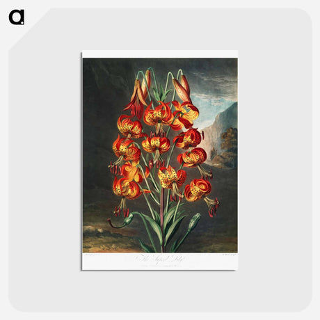 アートポストカード-The Superb Lily
 - ロバート ジョン ソーントン Postcard.