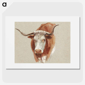 アートポスター-Head of a Cow or Ox - サミュエル コールマン Poster.
