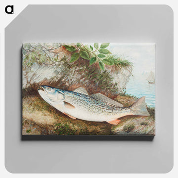 Weakfish
 - サミュエル キルボーン Canvas.