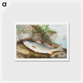 アートポストカード-Weakfish
 - サミュエル キルボーン Postcard.