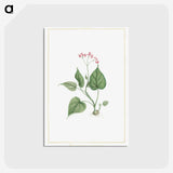 1-12_Stirpes-Novae_postcard
