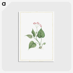 1-12_Stirpes-Novae_postcard
