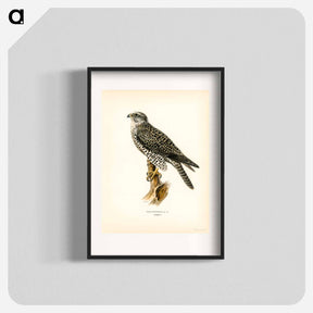 アートポスター-Gyrfalcon
 - スヴェンスカ フォグラル Poster.