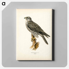 アートパネル-Gyrfalcon
 - スヴェンスカ フォグラル Canvas.