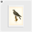 アートポストカード-Gyrfalcon
 - スヴェンスカ フォグラル Postcard.