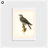 アートポストカード-Gyrfalcon
 - スヴェンスカ フォグラル Postcard.