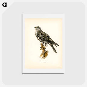 アートポストカード-Gyrfalcon
 - スヴェンスカ フォグラル Postcard.