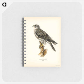 アートメモ帳-Gyrfalcon
 - スヴェンスカ フォグラル Memo.