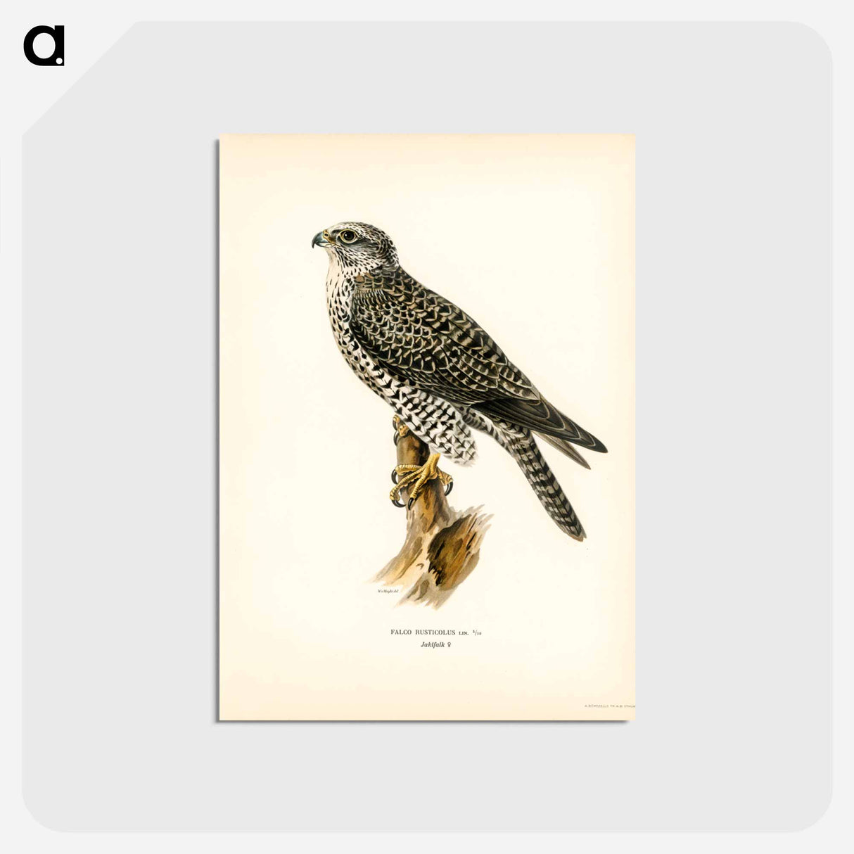 アートポストカード-Gyrfalcon
 - スヴェンスカ フォグラル Postcard.