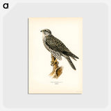 アートポストカード-Gyrfalcon
 - スヴェンスカ フォグラル Postcard.