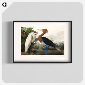 アートポスター-Purple Heron from Birds of America
 - アメリカの鳥たち Poster.