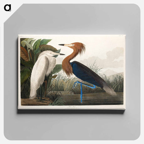 アートパネル-Purple Heron from Birds of America
 - アメリカの鳥たち Canvas.