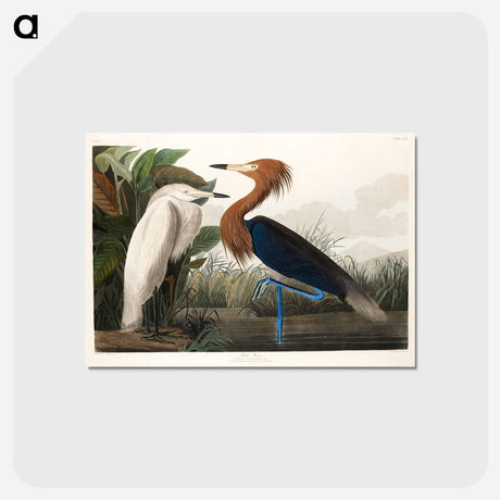 アートポストカード-Purple Heron from Birds of America
 - アメリカの鳥たち Postcard.