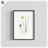 1-12_The-Genus-Iris_blk