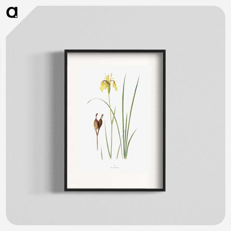 1-12_The-Genus-Iris_blk