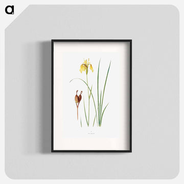 Iris Forrestii from The Genus Iris
 - アヤメ属 Poster.