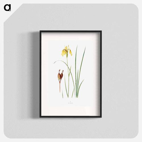Iris Forrestii from The Genus Iris
 - アヤメ属 Poster.