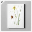 1-12_The-Genus-Iris_canvas