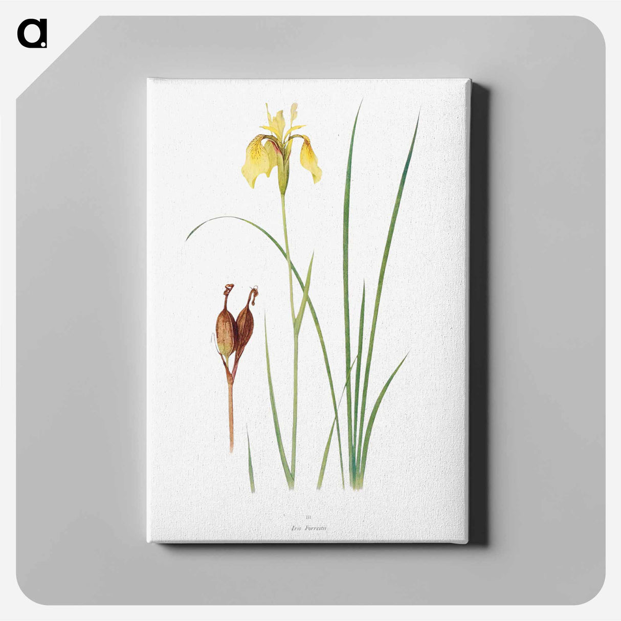 アートパネル-Iris Forrestii from The Genus Iris
 - アヤメ属 Canvas.