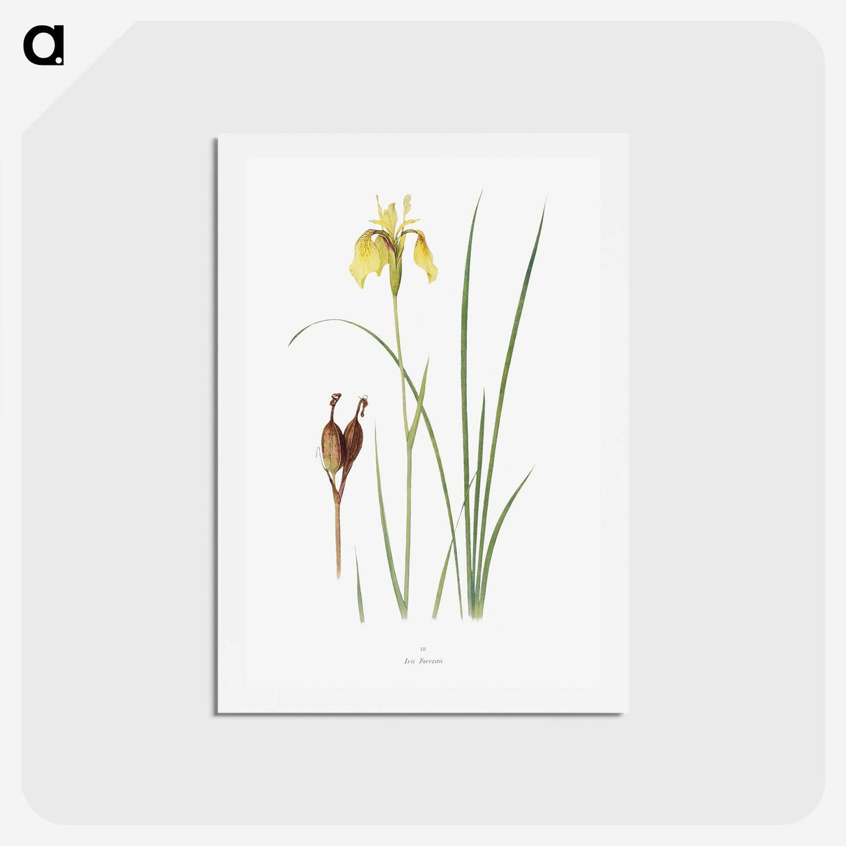 1-12_The-Genus-Iris_hagaki