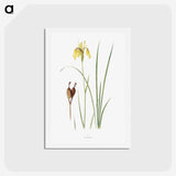 1-12_The-Genus-Iris_hagaki
