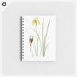1-12_The-Genus-Iris_memo