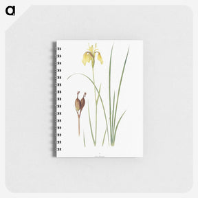 1-12_The-Genus-Iris_memo