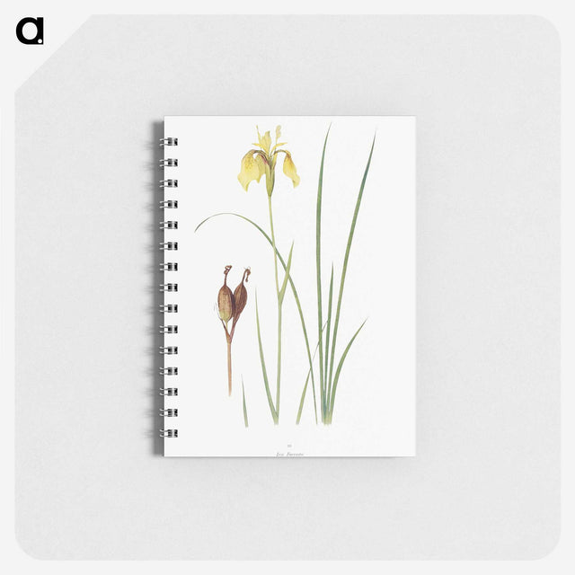 1-12_The-Genus-Iris_memo