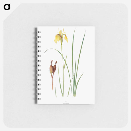 アートメモ帳-Iris Forrestii from The Genus Iris
 - アヤメ属 Memo.