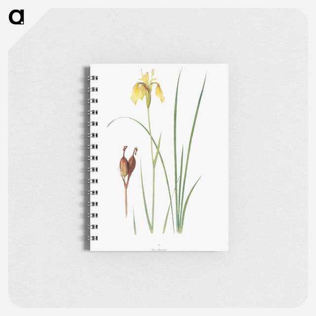アートメモ帳-Iris Forrestii from The Genus Iris
 - アヤメ属 Memo.