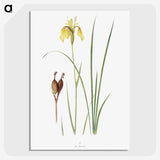 1-12_The-Genus-Iris_picture-crop