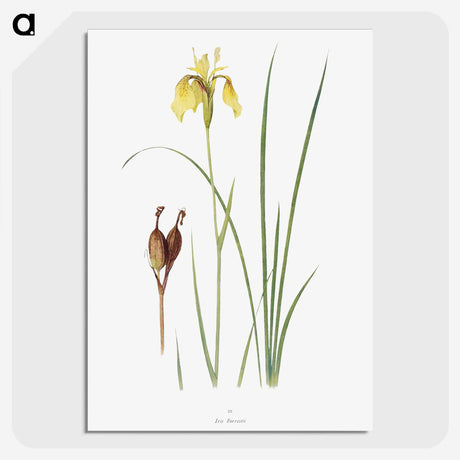 1-12_The-Genus-Iris_picture-crop