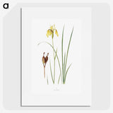1-12_The-Genus-Iris_picture