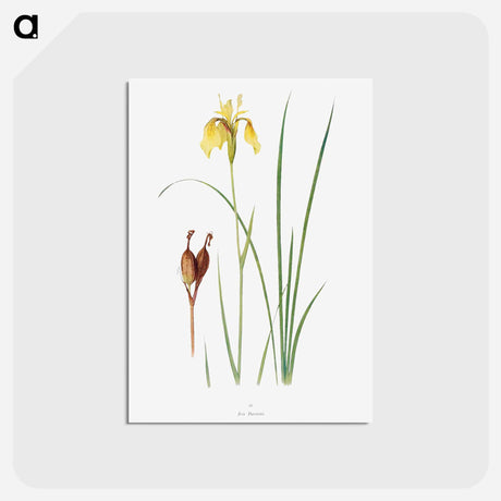 アートポストカード-Iris Forrestii from The Genus Iris
 - アヤメ属 Postcard.