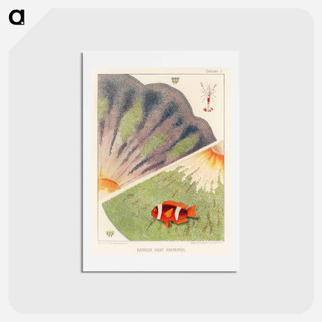 アートポストカード-Barrier Reef Anemones - オーストラリアのグレートバリアリーフ Postcard.